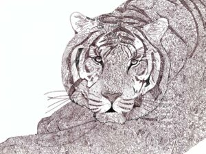Hand drawn intuitive mark line art of tiger by Louis Ely in Madison Wisconsin of Lou Art.